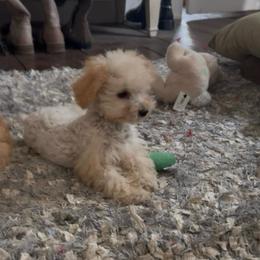 Gucci - Cream male Poodle puppy in Taylorsville, North Carolina from SilverLining highlands and hounds