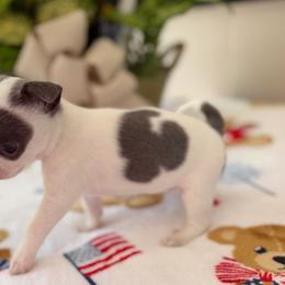 Cleo - Blue and white female Chihuahua puppy in Harrison, Michigan from Cloud9 Chihuahuas