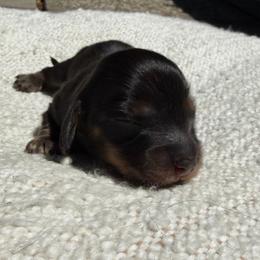 Black and tan 1 - Black and tan female Dachshund puppy in Santa Rosa, California from Signature Mini Dachshunds