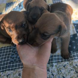 Beige girl - Red female Irish Terrier puppy in Spring Valley, Minnesota from Back Country Terriers