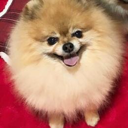 Gemma - Pomeranian