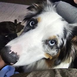 Australian Shepherds from Portage River Aussies