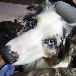 Australian Shepherds from Portage River Aussies