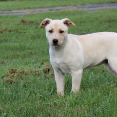 Carolina Dog Puppies from Williams Sweet Carolina