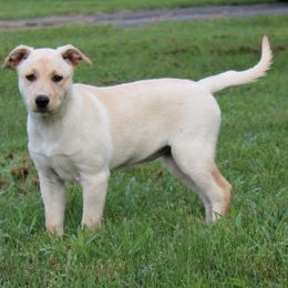 Carolina Dog Puppies from Williams Sweet Carolina