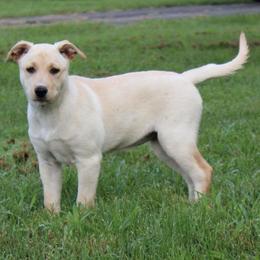 Carolina Dog Puppies from Williams Sweet Carolina