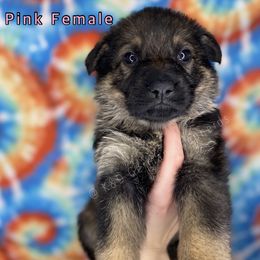 German Shepherd Puppies from K&D German Shepherds