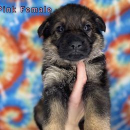 German Shepherd Puppies from K&D German Shepherds