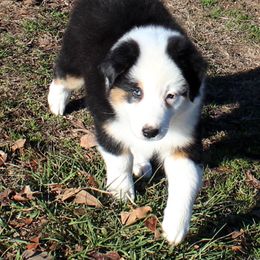 PANDA - Black tri-color female Australian Shepherd puppy in Falcon, Missouri from www.maubachranch.com