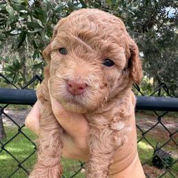 Fauna - Apricot female Goldendoodle puppy in Brooksville, Florida from Abby’s Standard Goldendoodles