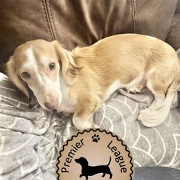 Marshall - Dachshund