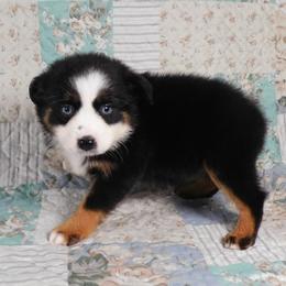 Cabernet - Black tri female Toy Australian Shepherd puppy in Okeana, Ohio from Fetching Toy Aussies