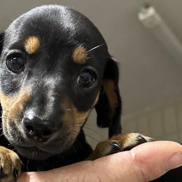 Dachshunds from Tara Dunnam
