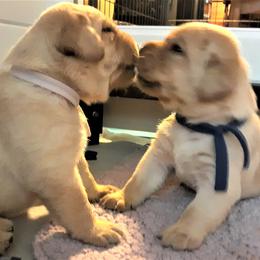 Labrador Retriever Puppies from Lorlyn Labradors