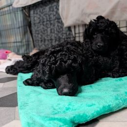 Suave - Blue male Poodle puppy in Arvada, Colorado from Prama Poodles