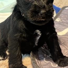 Miniature Schnauzer Puppies from Chantel's Miniature Schnauzers