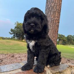 Pebble - Black female Goldendoodle puppy in Charlotte, North Carolina from Hopeful Heart Doodles