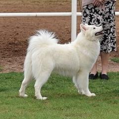 Ruby - Samoyed
