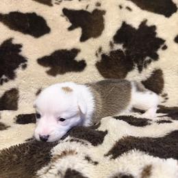 Merry - White and red female Pembroke Welsh Corgi puppy in Hillsville, Virginia from Bonderosa Kennels