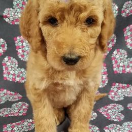 Bernedoodle, Goldendoodle, and Poodle Puppies from Granton Creek