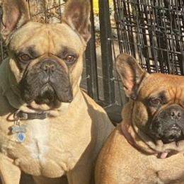 French Bulldogs from Catuiza Frenchies
