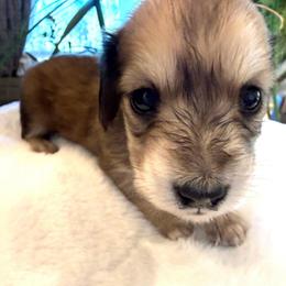 Girl1 - Cream female Dachshund puppy in Spokane, Washington from Dearhaven Doxie