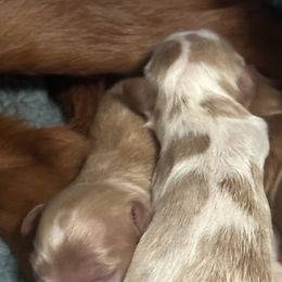 Cavapoos from Molly’s Babies