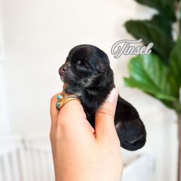 Tinsel - Black and tan female Pomeranian puppy in Idaho Falls, Idaho from Country Life Pomeranians