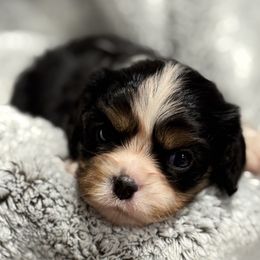 Milie - Tri-color female Cavalier King Charles Spaniel puppy in Inez, Texas from Londyn Cavaliers