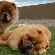 Chow Chow from Rosan Chows