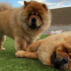Chow Chow from Rosan Chows