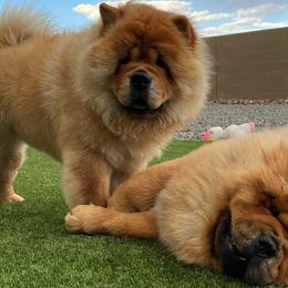 Chow Chow from Rosan Chows