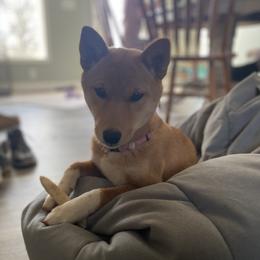 El Baby - Shiba Inu
