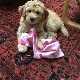 Australian Labradoodle, Double Doodle, Goldendoodle, and Poodle Puppies from Karla Schwarz