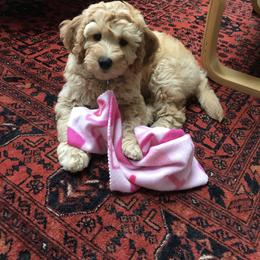 Australian Labradoodle, Double Doodle, Goldendoodle, and Poodle Puppies from Karla Schwarz