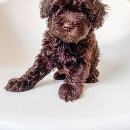 Bichon Frise and Cockapoo Puppies from The Perks of Pups