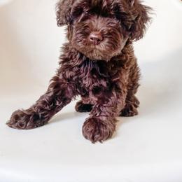 Bichon Frise and Cockapoo Puppies from The Perks of Pups