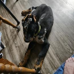 Beauceron and Doberman Pinscher Puppies from Elitehaus