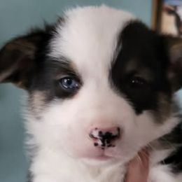 Pembroke Welsh Corgis from Taylor Made Corgis