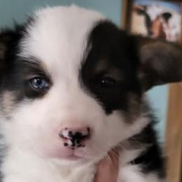 Pembroke Welsh Corgis from Taylor Made Corgis