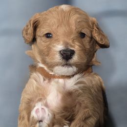 Reno - Apricot male Cavapoo puppy in Vernon, Texas from Sugarland's Texas Goldendoodles