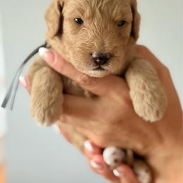 Gray - Cream male Goldendoodle puppy in New Britain, Connecticut from Goldendoodles Stars LLC
