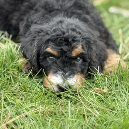 Dickon - Boy 3 - Phantom male Bernedoodle puppy in Bellville, Ohio from Bernedoodle Buddies