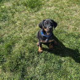 Doberman Pinscher Puppies from Jensen Dobermans