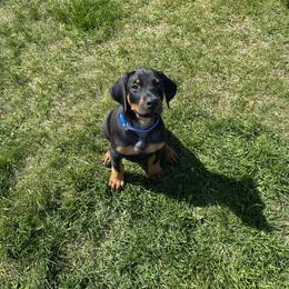 Doberman Pinscher Puppies from Jensen Dobermans