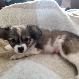 Papillon Puppies from Happy Paps