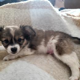 Papillon Puppies from Happy Paps