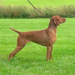 Scarlett - Vizsla