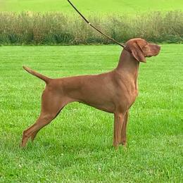 Scarlett - Vizsla