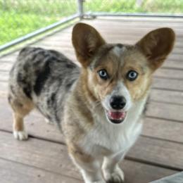 Stormy - American Corgi